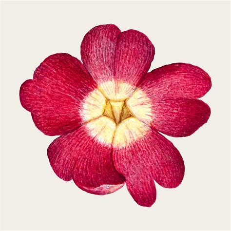 Primrose Flower Images | Free HD Backgrounds, PNGs, Vector Graphics ...
