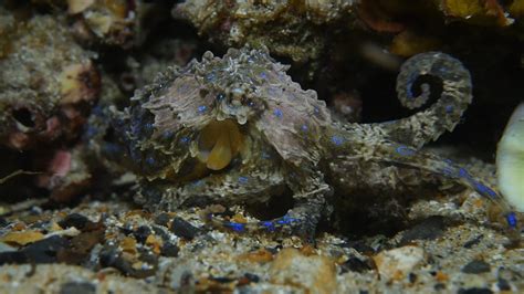 Image result for Blue-Ringed Octopus Predators