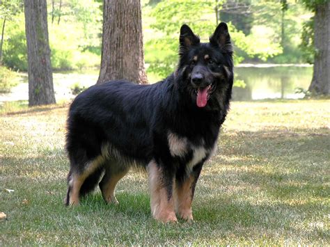 Shiloh Shepherd - SpockTheDog.com