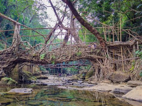Image result for Tree Root Bridge