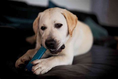 Image result for Labrador Retrievers Good Guarding Dogs