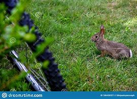 Image result for Wild Bunny Girl Spotting