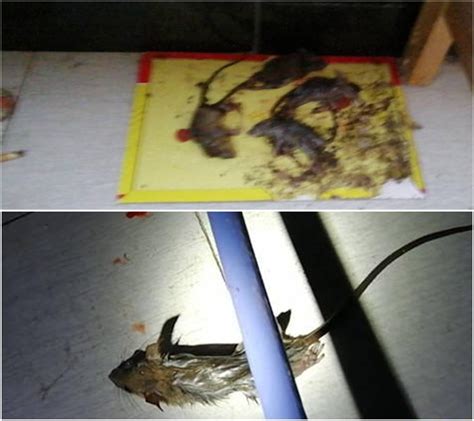 西安高校老鼠横行20岁学生染病亡 宿舍床铺满布屎尿 | 星岛日报
