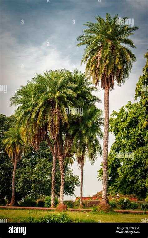 Image result for One Root 5 Tree