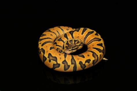 Image result for Super Zebra Ball Python