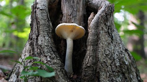 Do Fungi Need Sunlight? | Britannica