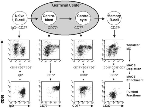 Memory B Cell Markers