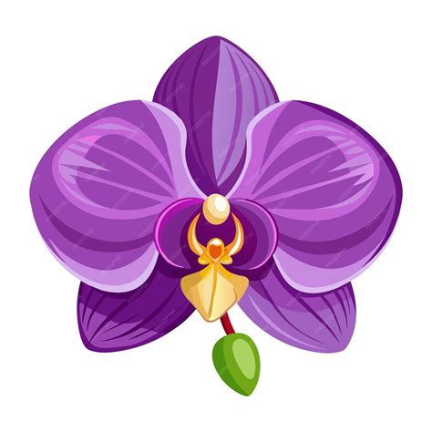 Premium Vector | A drawing of a purple color orchid flower with a ...