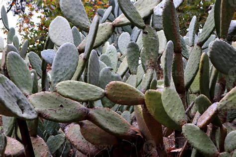 Many wild cacti background. Prickly cactus texture. 46135810 Stock ...