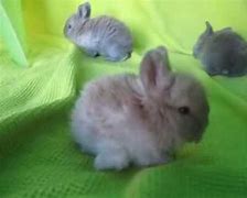 Image result for French Angora Baby Bunnies