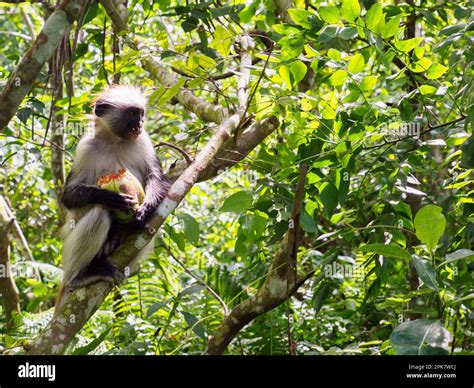 Animals Endemic To Zanzibar