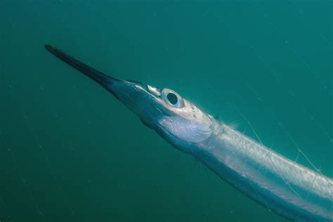 An overview of the Palk Bay’s Mural | Nature inFocus