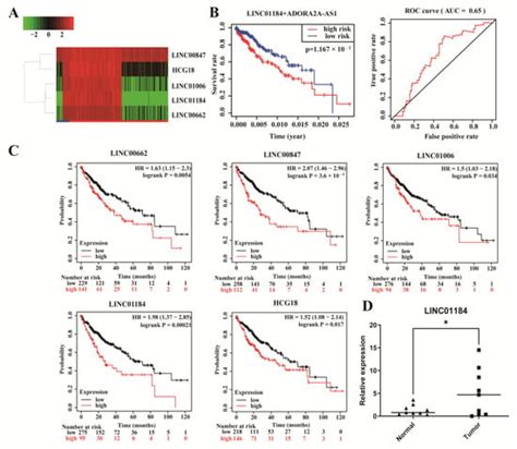 Construction of a ceRNA Network and Comprehensive Analysis of lncRNA in ...