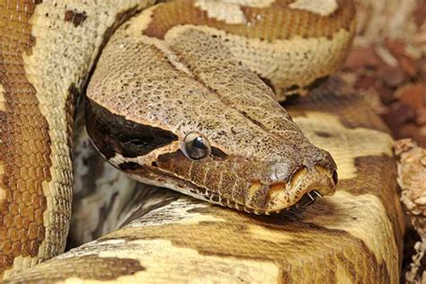 Python Brongersmai Care 的图像结果