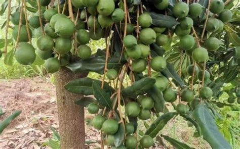 【桂热一号】澳洲坚果苗 夏威夷果树苗 种植基地直销坚果嫁接苗-阿里巴巴