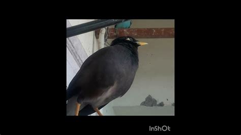 Image result for Hello Maina Number