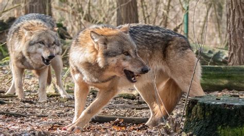 Image result for Wolves Survival