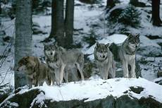 Wallpaper Wolf Pack Images by Pack Of Wolves Wallpaper Wallpapersafari Wallpaper Wolf Pack Images