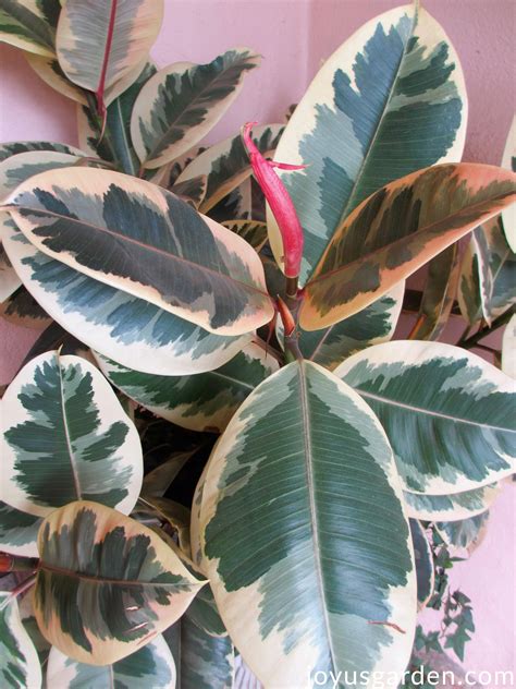Rubber Plant Characteristics at Joyce Sargent blog