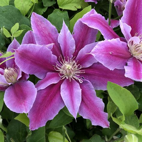 Clematis 'Dr. Ruppel' - Kiefer Nursery: Trees, Shrubs, Perennials