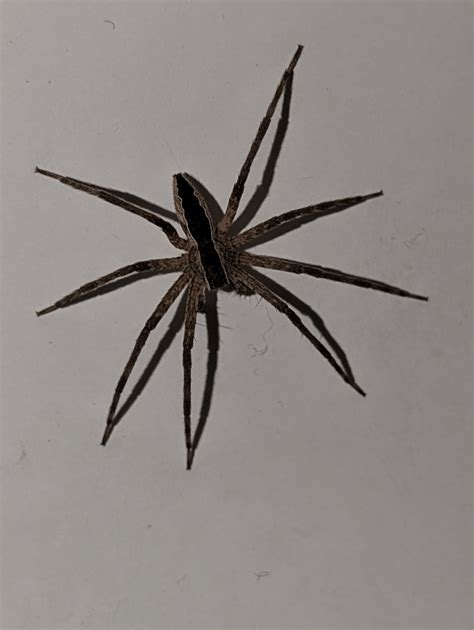 Wolf Tarantula Spider