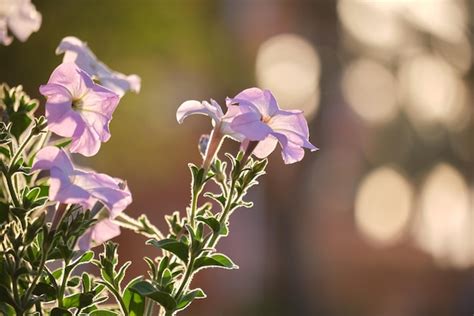 Arbustes verts avec des fleurs épanouies lumineuses poussant dans un ...