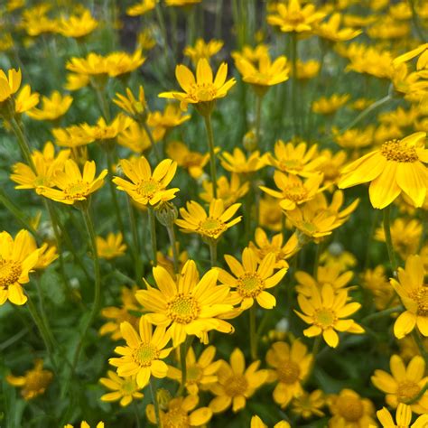 Eriophyllum lanatum - Oregon Sunshine – Green Seed Gardens