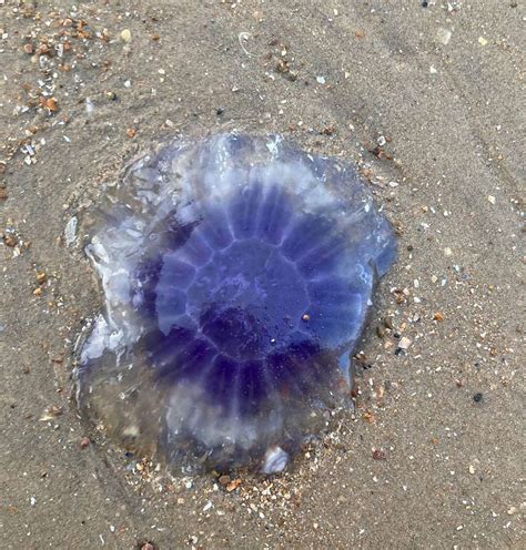 How To Preserve A Dead Jellyfish at Pauline Dane blog