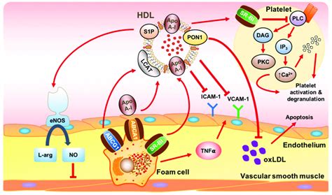 Image result for Using Active HDL