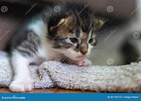 Cute Little Baby Kitten on Fur White Blanket. Two Weeks Old Baby Cat on Her Blanket Stock Image ...