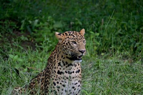 Snow Leopard - The ghosts of the Mountains