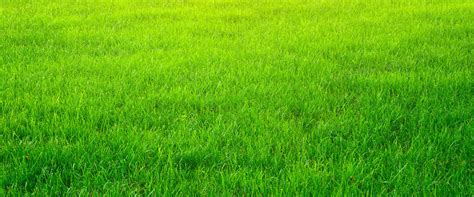 绿色草坪比较背景图片下载_1920x800像素JPG格式_编号15of63r5z_图精灵