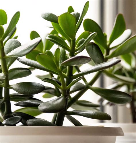 Jade Plant Care