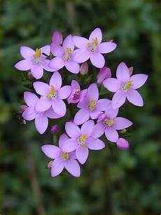 fiori d bach fiori di bach beech e centaury visione alchemica fiori d bach fiori di bach beech e centaury visione alchemica