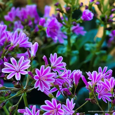 Varieties of Flower Seeds - Plant Supplement Free – Sarakart