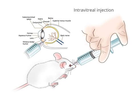 Image result for Introvet Injection