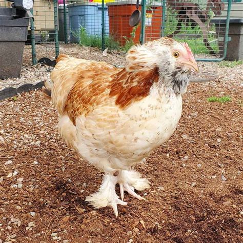 Top 8 Friendliest Chicken Breeds (Best Pet Chickens With Pictures)