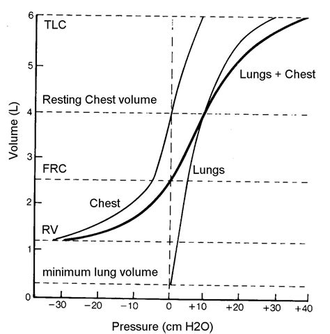 Lung Compliance and Elastance | Owlcation