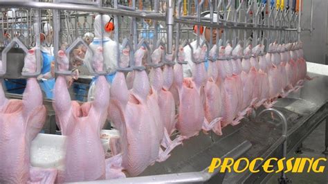 Chicken Processing Machines 的图像结果
