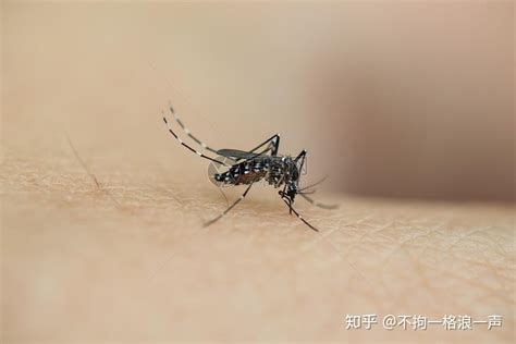 你知道蚊子怕什么吗，把“它”放在房间里，蚊子都躲得远远的 - 每日头条