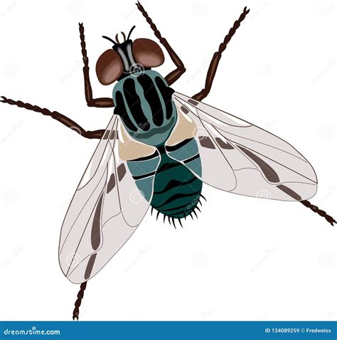 House Fly Vector Illustration Stock Vector - Illustration of bugs ...