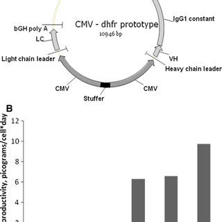 Image result for Mammalian Expression Vector