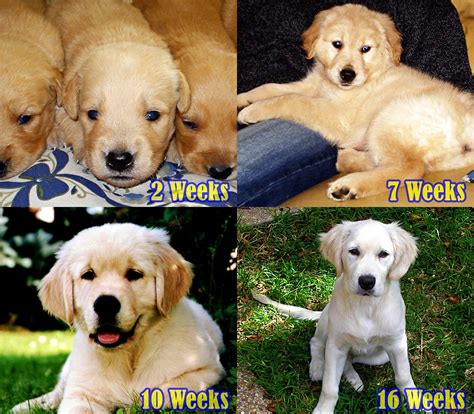 Golden Retriever Weight Chart