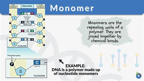 Proteins Monomer And Function at Matthew Calzada blog
