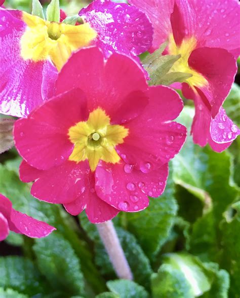 How to Grow and Care for Hybrid Primrose (Polyantha Primrose)