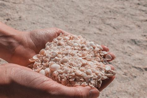 Image result for Shell Beach Wa