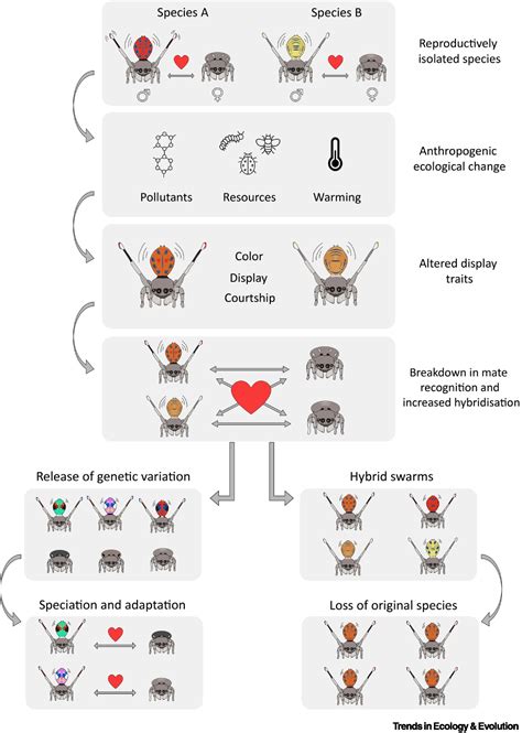 Sexual selection and speciation in the Anthropocene: Trends in Ecology ...