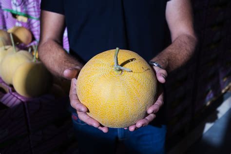 Melones "aromáticos" de Sanlúcar, un cultivo centenario único en España