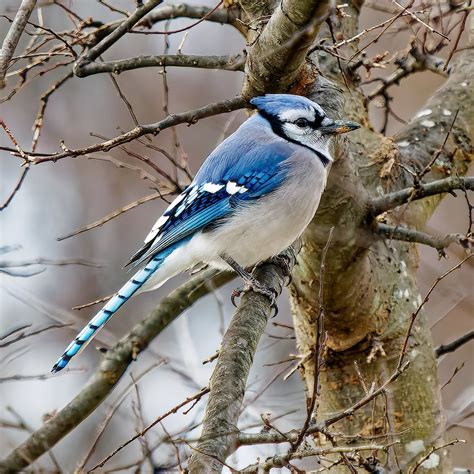 Blue Jay | At Holy Cross Germantown Hospital, Germantown, Ma… | Flickr