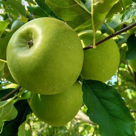 Granny Smith Apple (Malus domestica 'Granny Smith') - Garden Center Point
